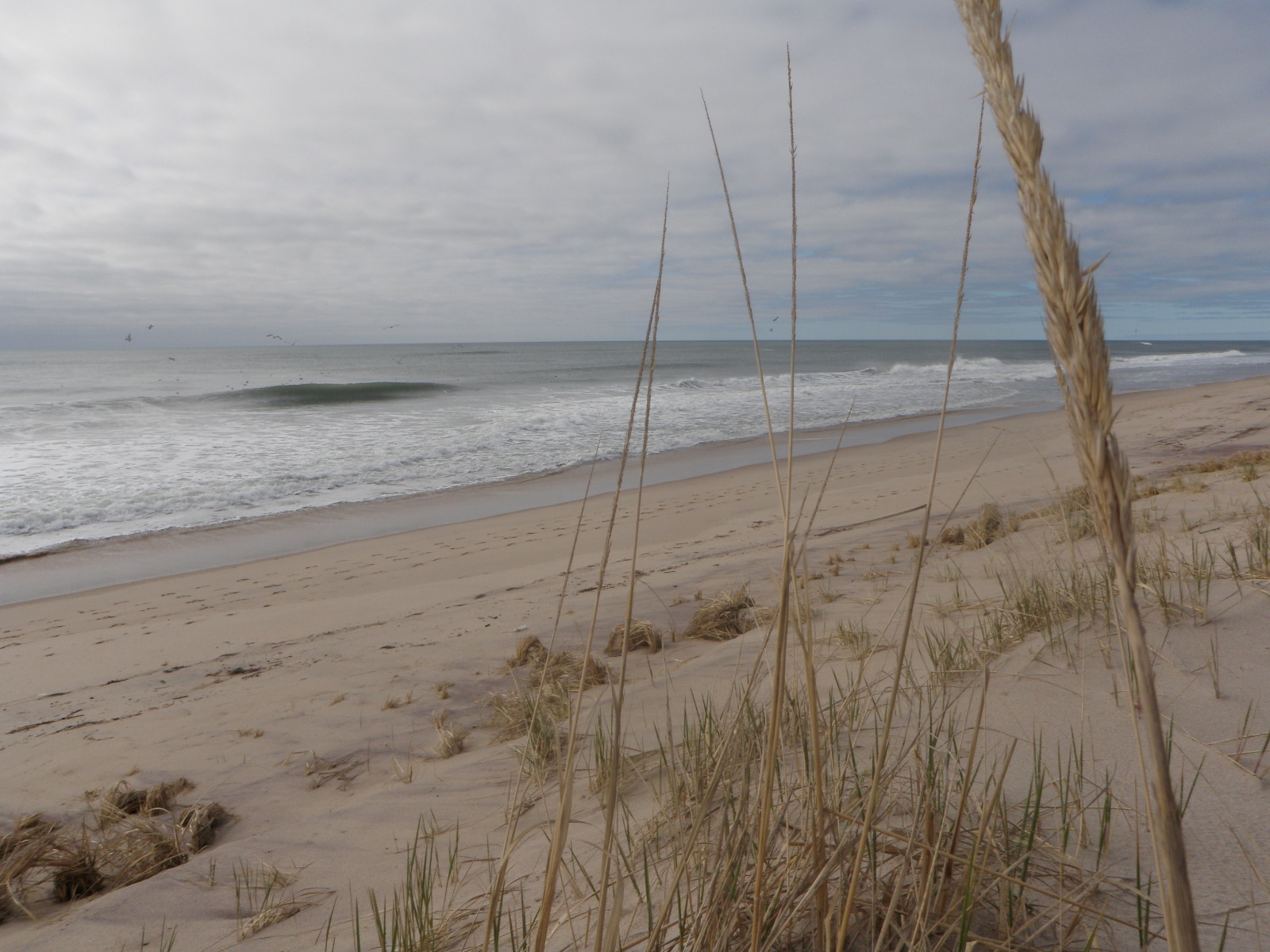 Low dunes and beach grass meet the Atlantic shoreline in Amagansett