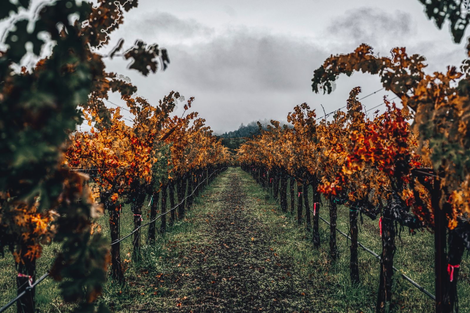 Autumn vineyard rows form a quiet path beneath a soft gray sky